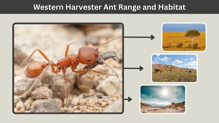 Western Harvester Ant Range and Habitat