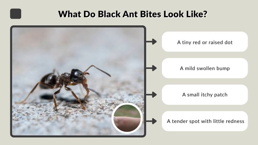 What Do Black Ant Bites Look Like?