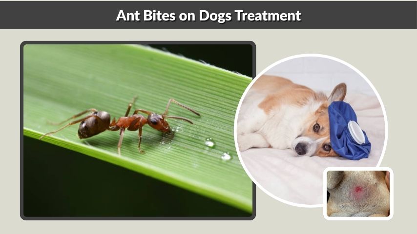 Ant Bites on Dogs Treatment