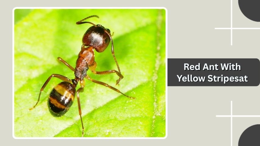 Red Ant With Yellow Stripes