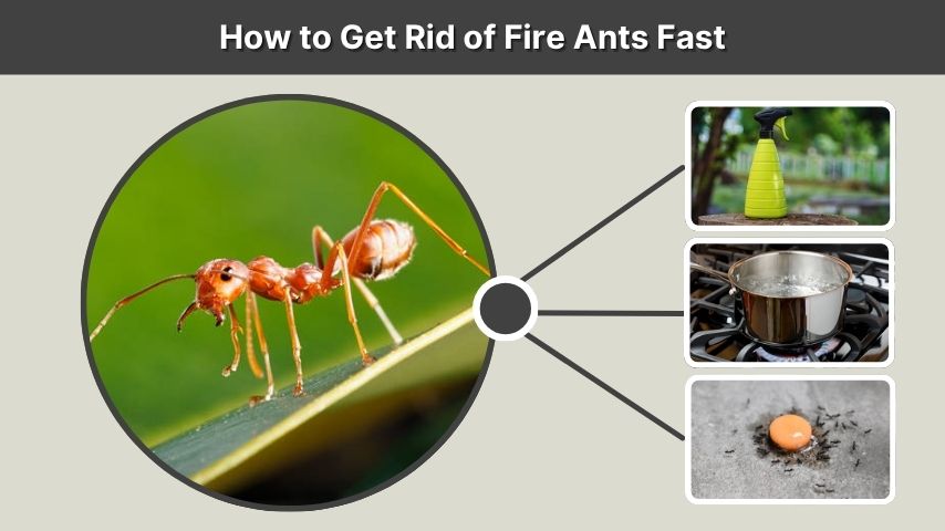 How to Get Rid of Fire Ants Fast