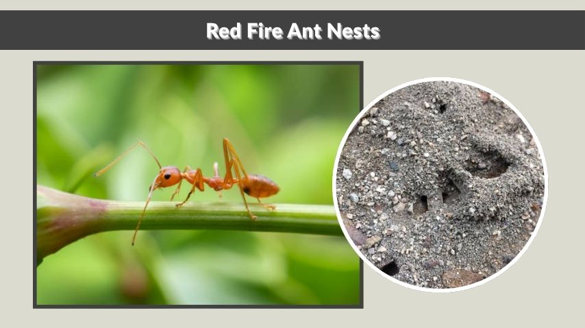 Red Fire Ant Nests