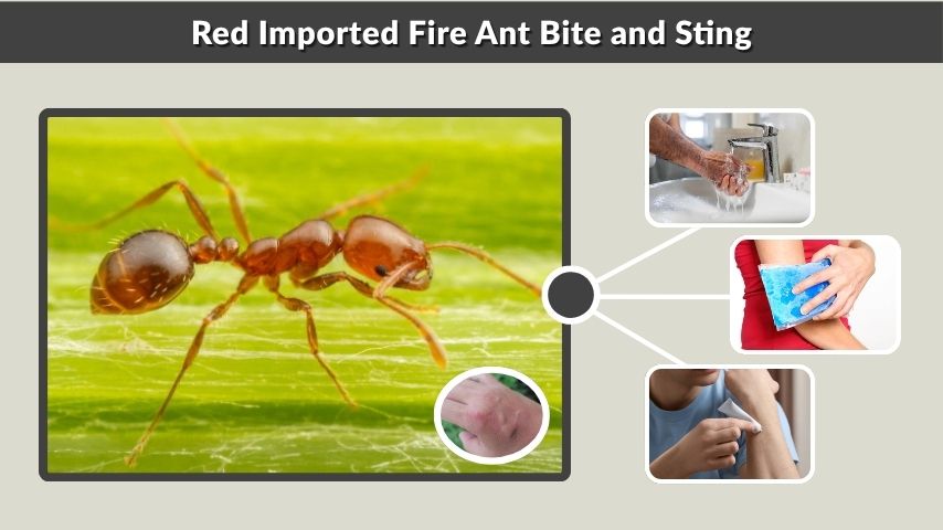 Red Imported Fire Ant Bite and Sting