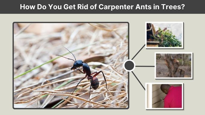 How Do You Get Rid of Carpenter Ants in Trees?