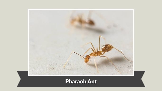 Pharaoh Ant