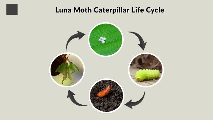 Luna Moth Caterpillar Life Cycle