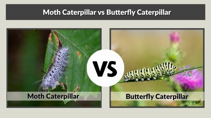 Moth Caterpillar vs Butterfly Caterpillar