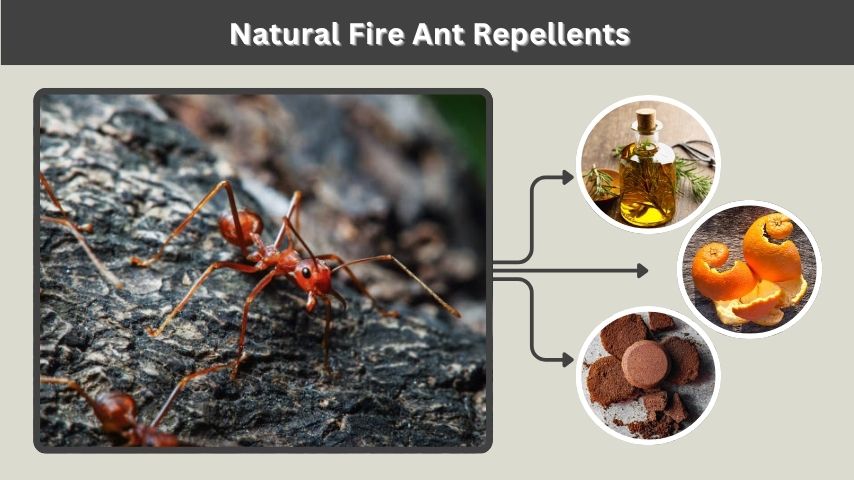 Natural Fire Ant Repellents