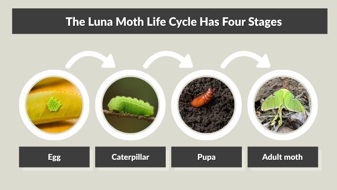 The Luna Moth Life Cycle Has Four Stages