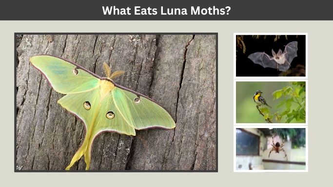What Eats Luna Moths?