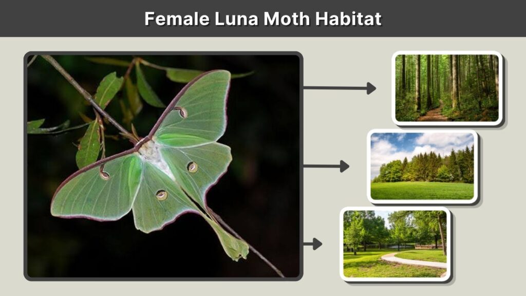 Female Luna Moth Habitat