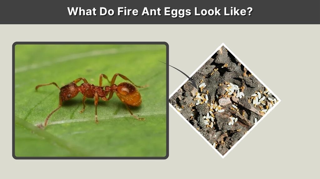 What Do Fire Ant Eggs Look Like?