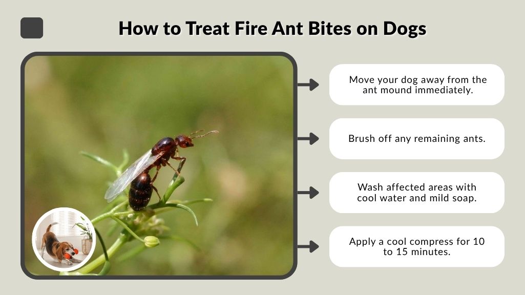 How to Treat Fire Ant Bites on Dogs