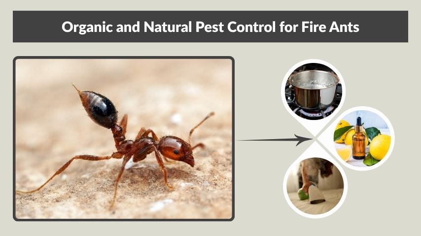 Organic and Natural Pest Control for Fire Ants