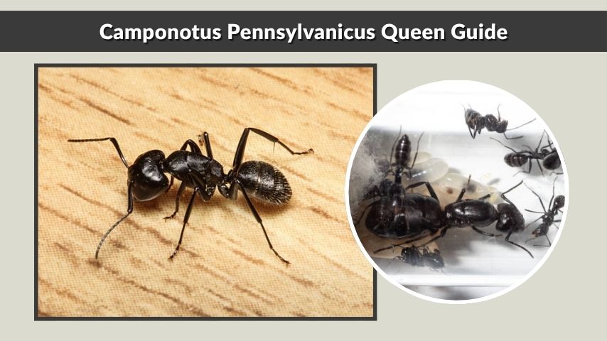 Camponotus Pennsylvanicus Queen Guide