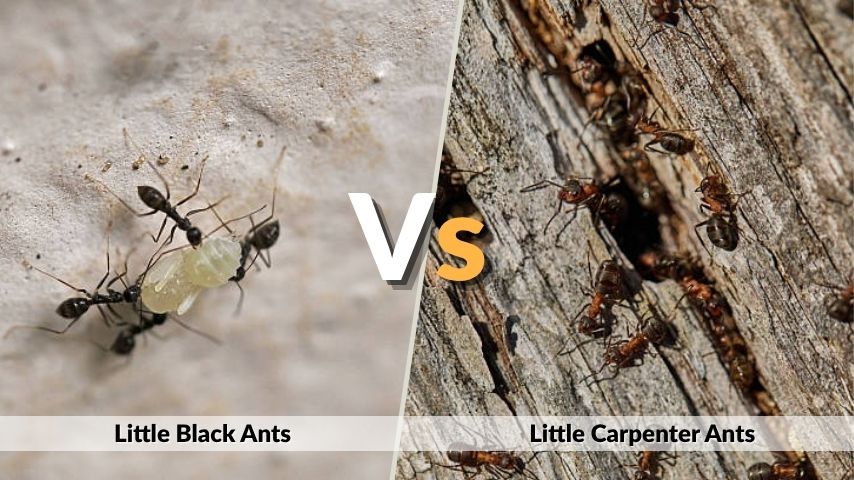 Little Black Ants vs Carpenter Ants