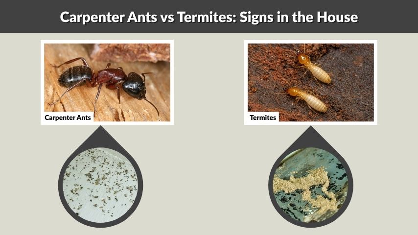 Carpenter Ants vs Termites: Signs in the House