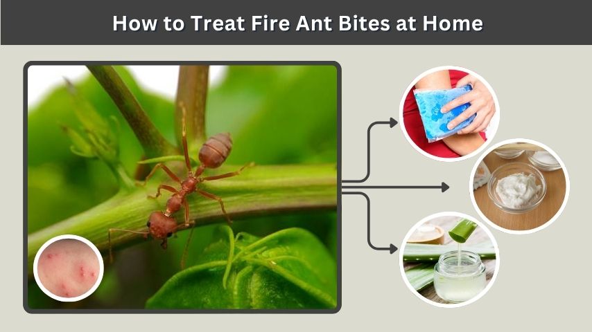 How to Treat Fire Ant Bites at Home