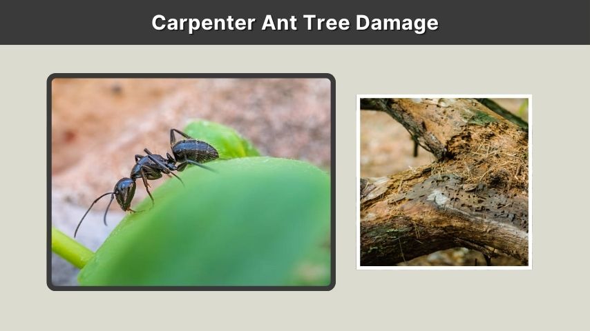 Carpenter Ant Tree Damage