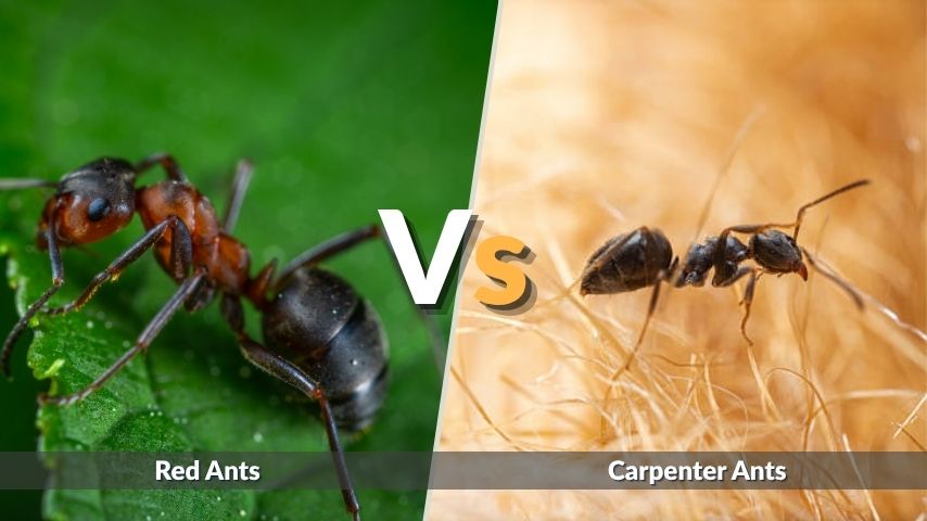 Red Ants vs Carpenter Ants