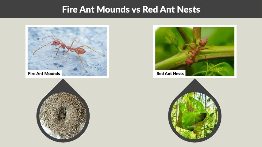 Fire Ant Mounds vs Red Ant Nests