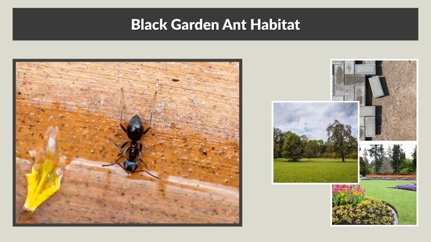 Black Garden Ant Habitat