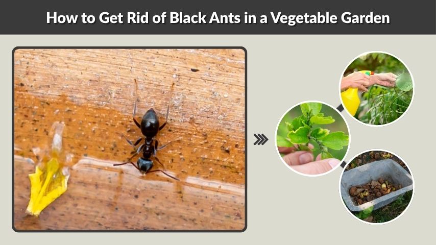 How to Get Rid of Black Ants in a Vegetable Garden