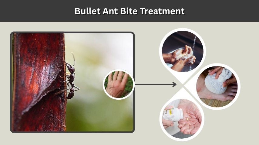 Bullet Ant Bite Treatment