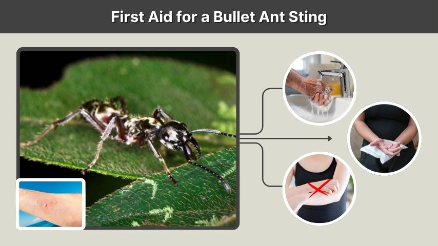 First Aid for a Bullet Ant Sting