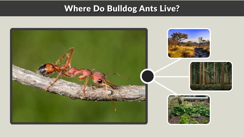Where Do Bulldog Ants Live?