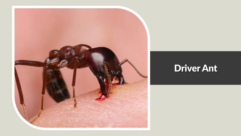 Driver Ant