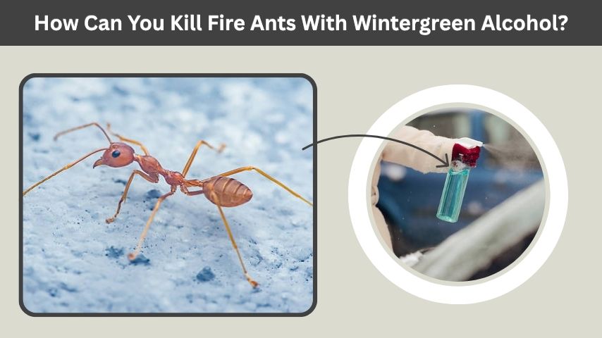 How Can You Kill Fire Ants With Wintergreen Alcohol?