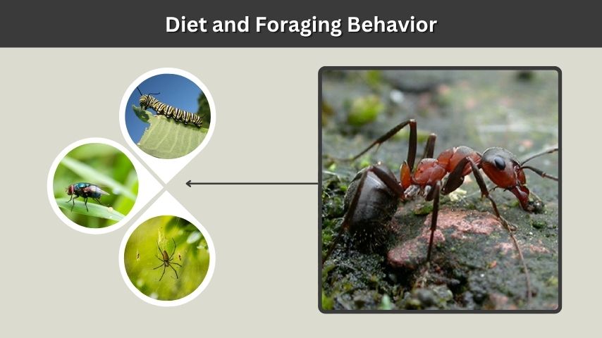 Diet and Foraging Behavior
