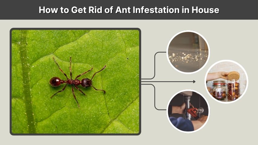 How to Get Rid of Ant Infestation in House