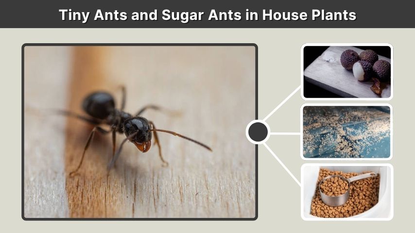 Tiny Ants and Sugar Ants in House Plants