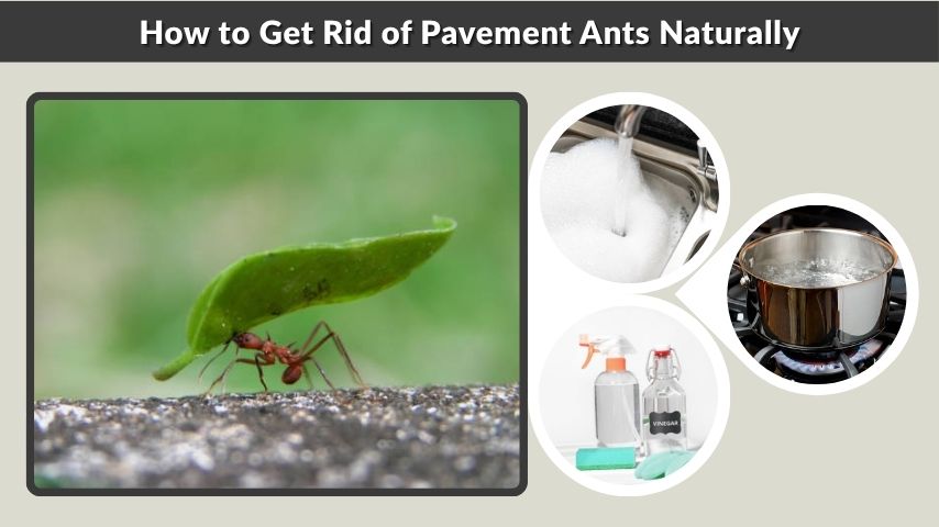How to Get Rid of Pavement Ants Naturally