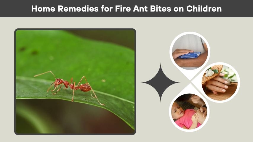 Home Remedies for Fire Ant Bites on Children