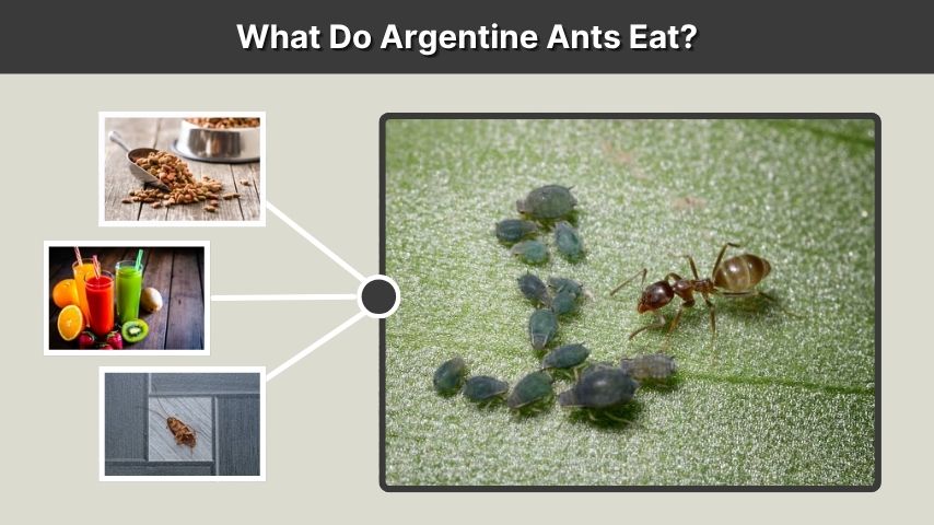 What Do Argentine Ants Eat?