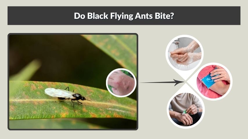 Do Black Flying Ants Bite?