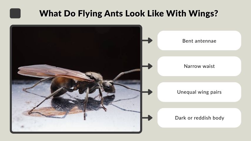 What Do Flying Ants Look Like With Wings?