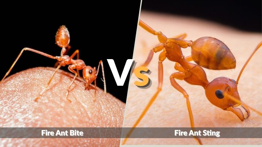 Fire Ant Bite vs Fire Ant Sting