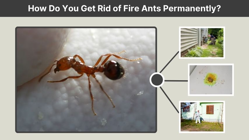 How Do You Get Rid of Fire Ants Permanently?