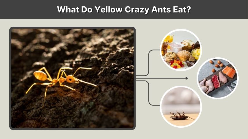 What Do Yellow Crazy Ants Eat?