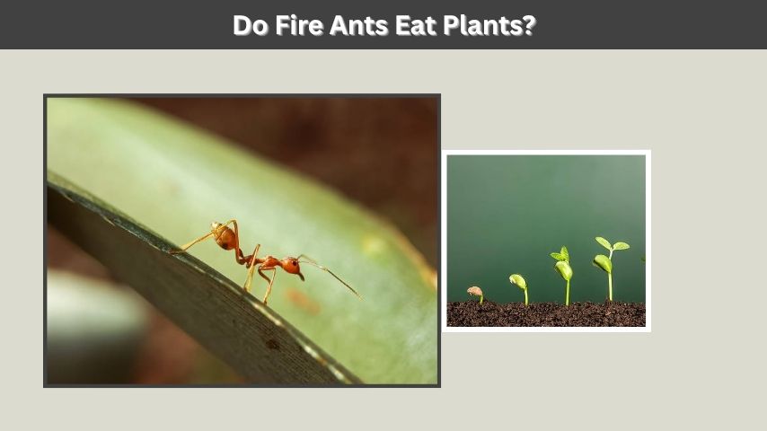 Do Fire Ants Eat Plants?