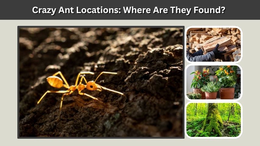 Crazy Ant Locations: Where Are They Found?