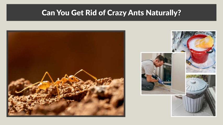 Can You Get Rid of Crazy Ants Naturally?