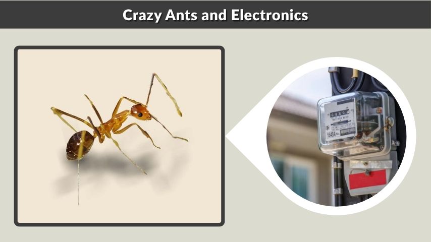 Crazy Ants and Electronics