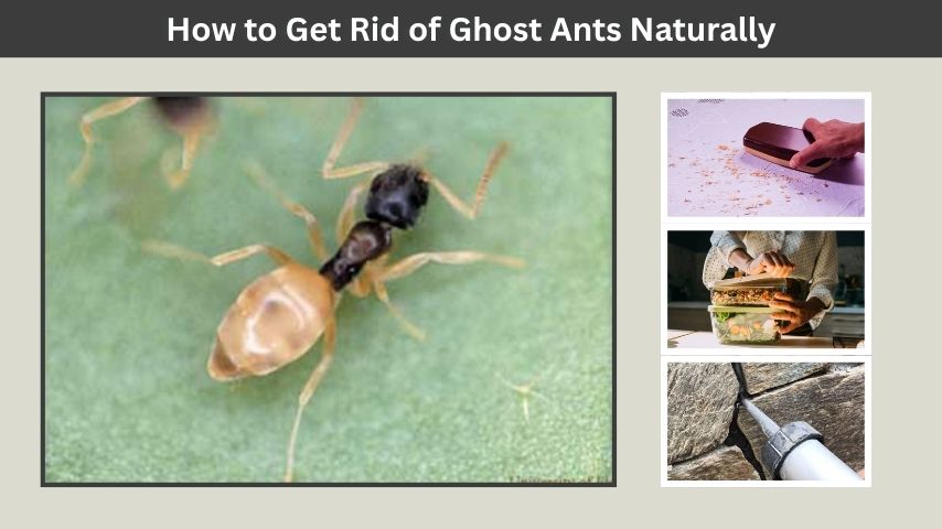How to Get Rid of Ghost Ants Naturally