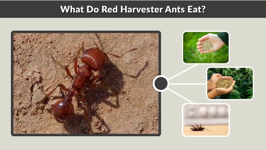 What Do Red Harvester Ants Eat?