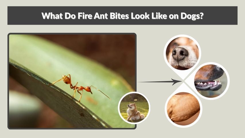 What Do Fire Ant Bites Look Like on Dogs?